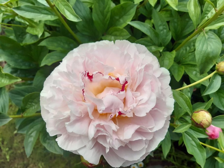 Пионы серия фото