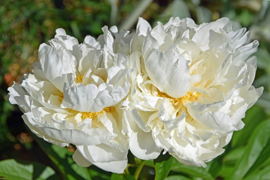 Пион Кингс Дэй