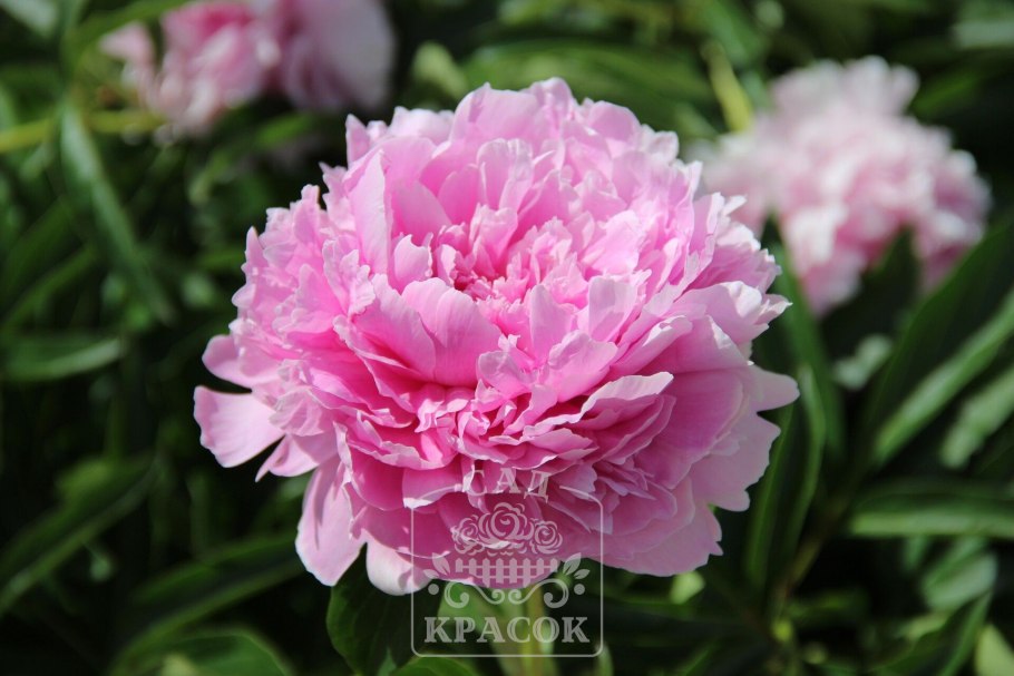 Пион институт Дориат