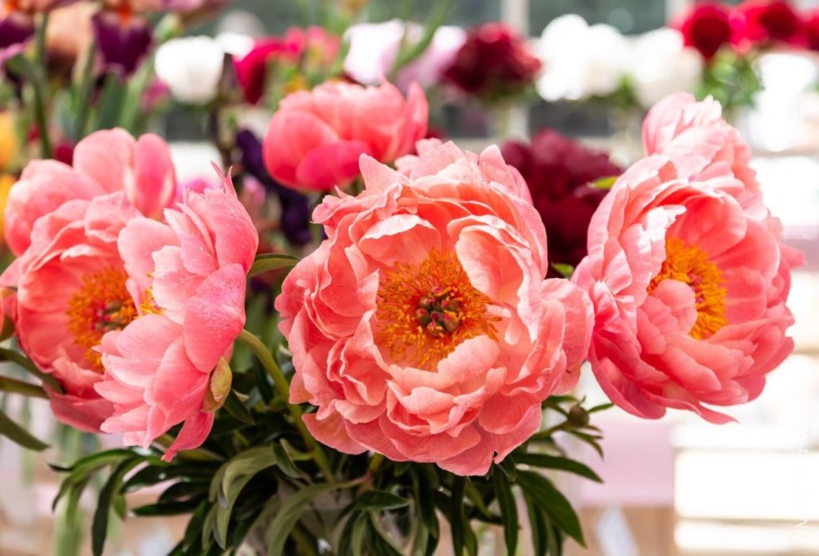 Пион афтерглоу