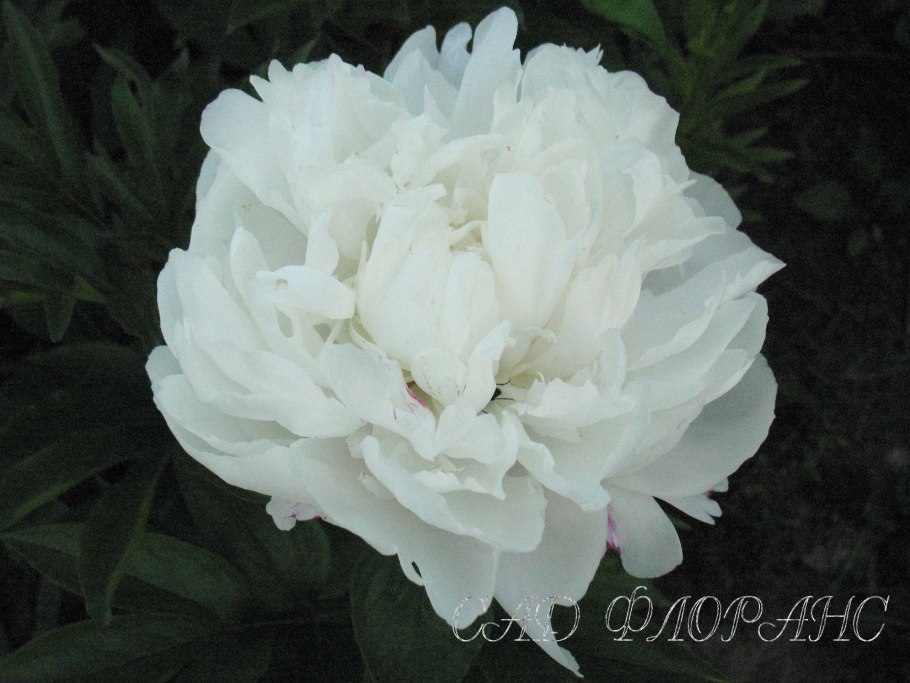 Пион древовидный пурпурный Феникс