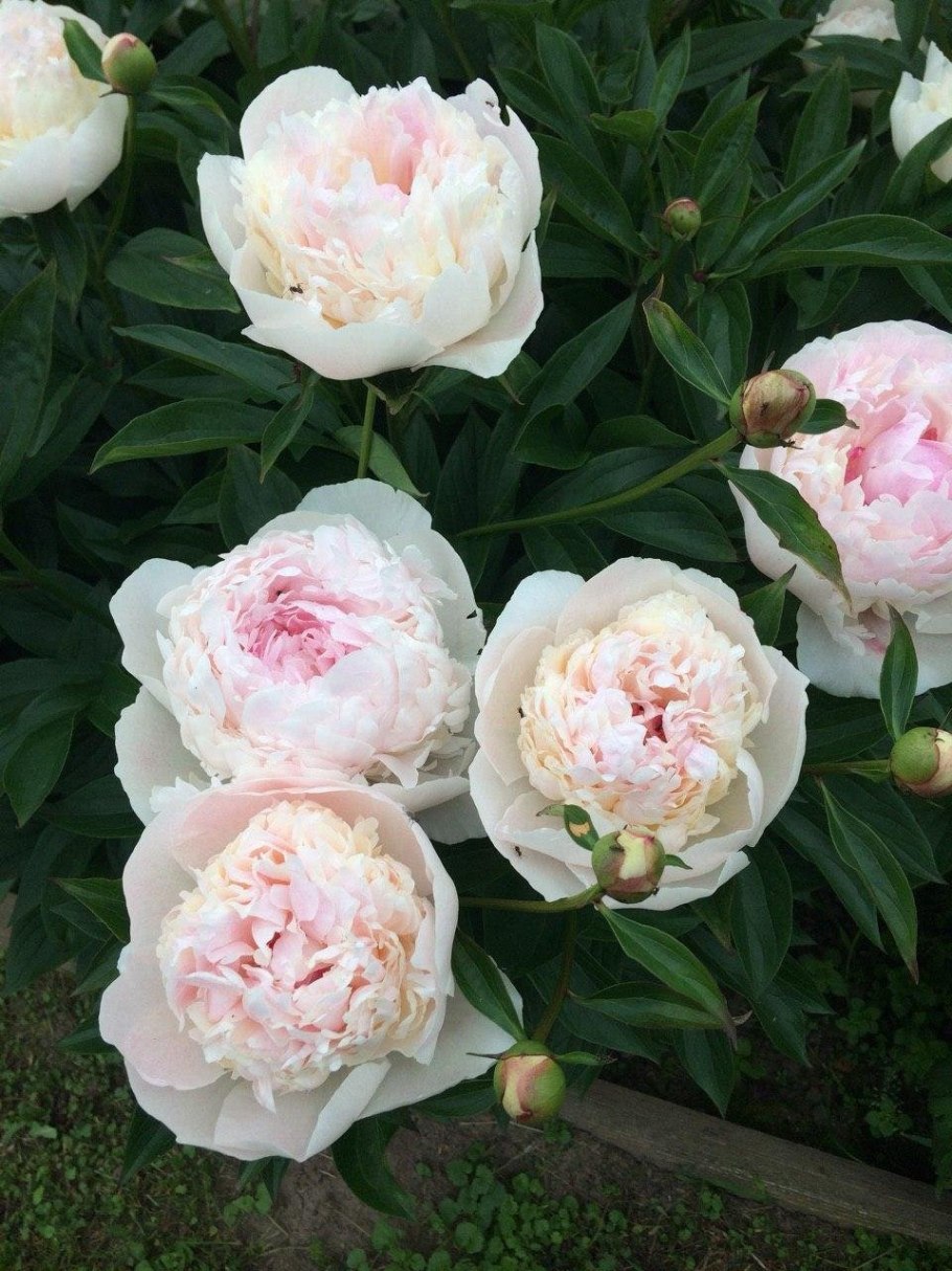 Пион монсир Жюль Эли