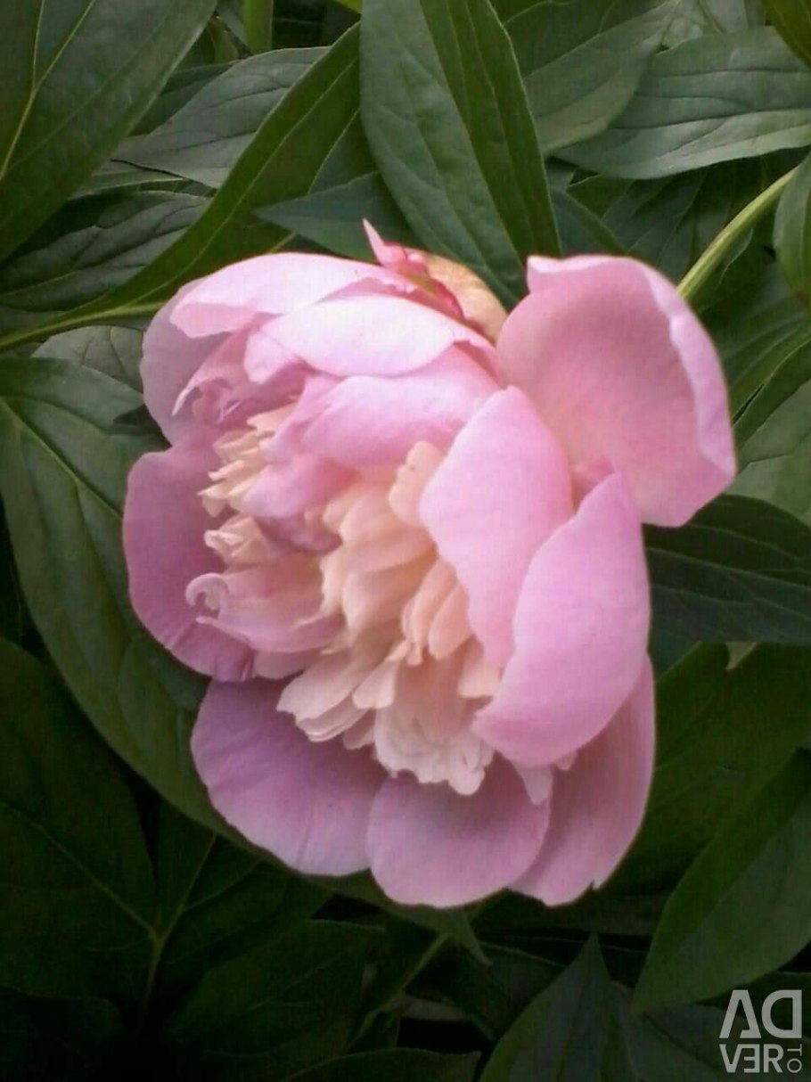 Пион Serena Pastel