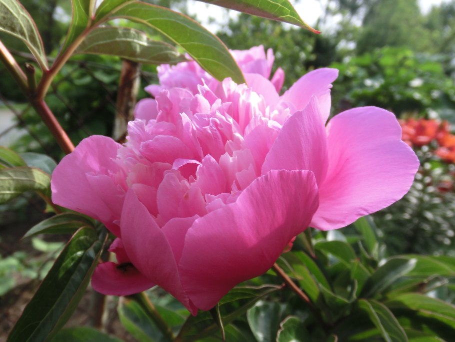 Сорт пиона Мирный