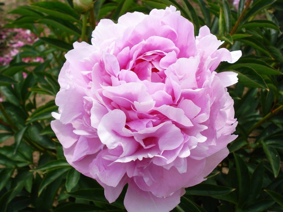 Розовый пион поникший