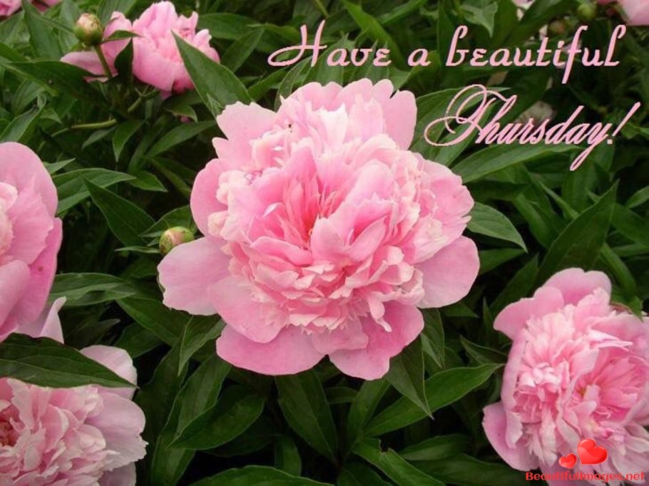 Пион Джулиска