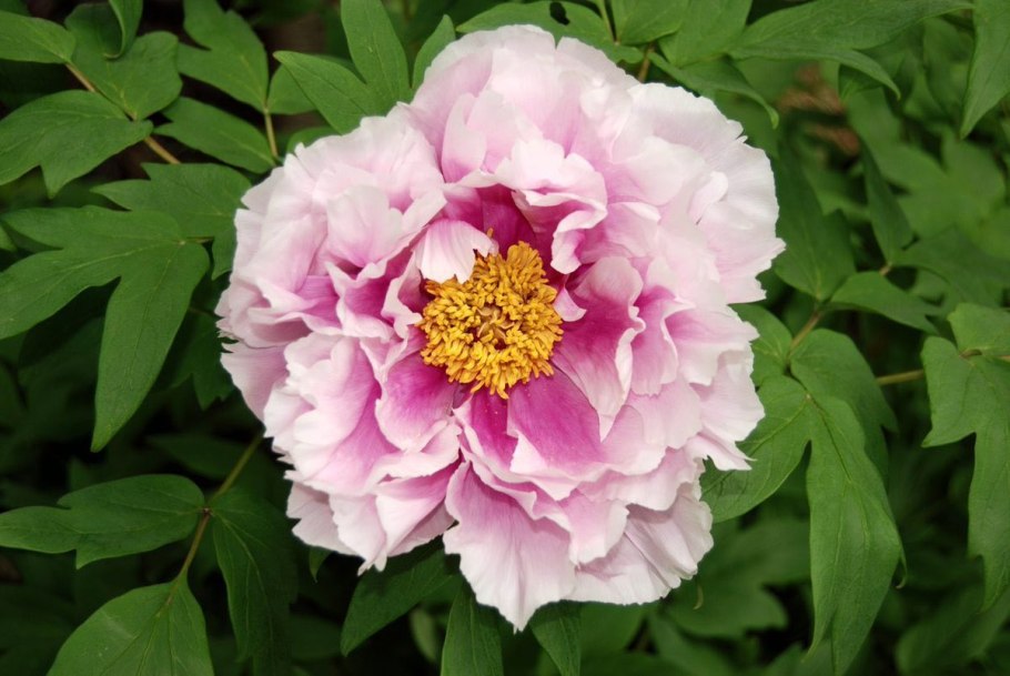 Paeonia (пион) Paul m Wild