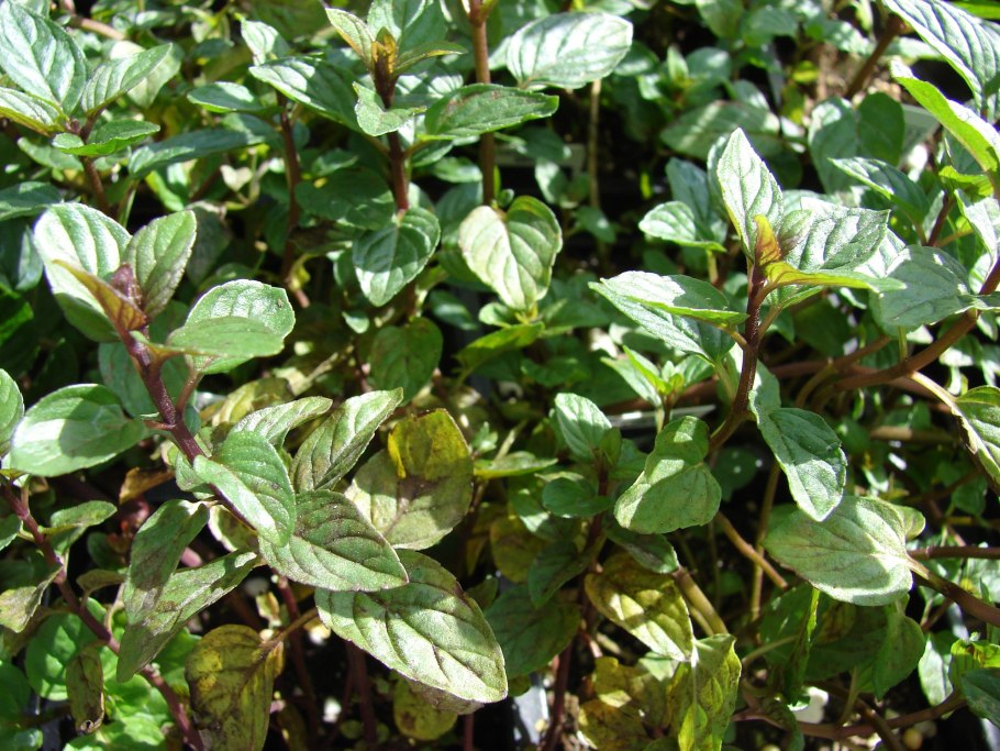 Мята перечная Чоколэйт