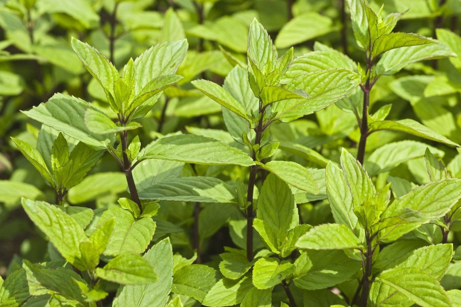 Mentha piperita Chocolate