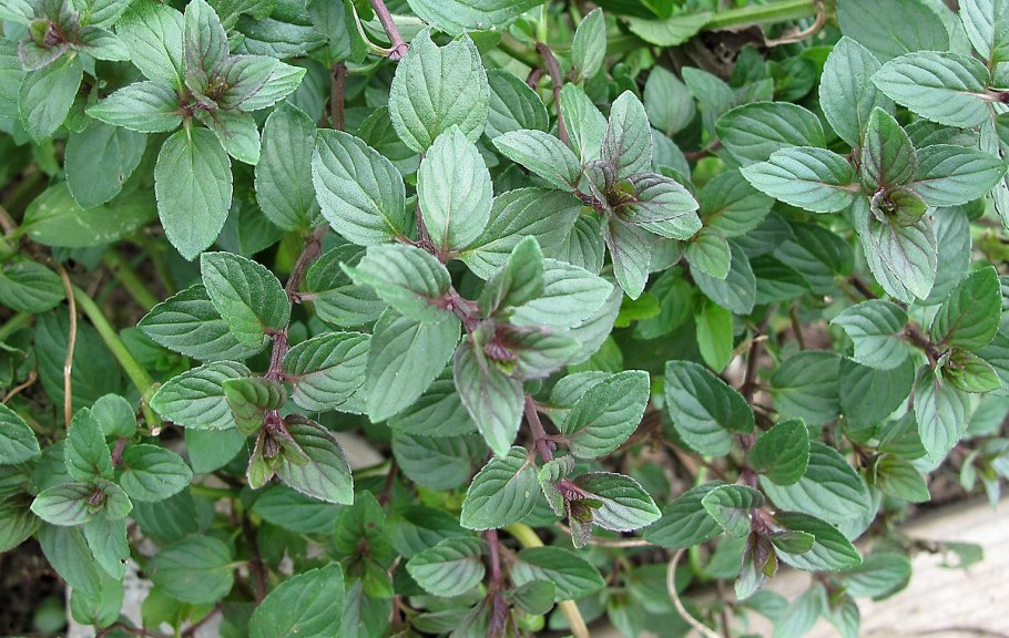 Mentha piperita Chocolate