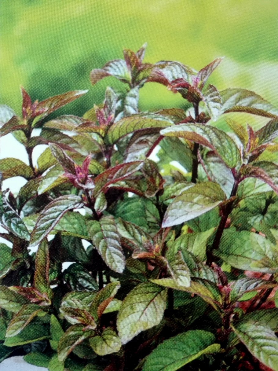 Мята Mentha piperita Chocolate