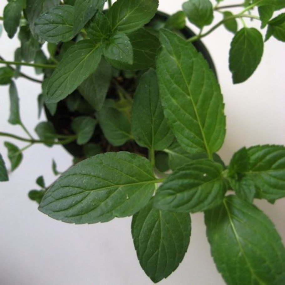 Мята 'Chocolate'