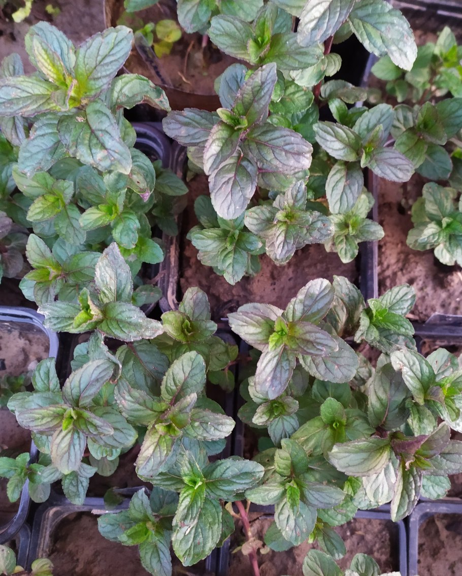 Мята перечная Чоколэйт