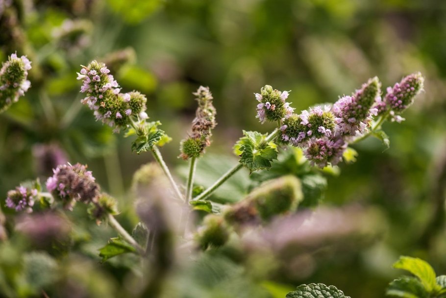 Картинки мятных лепешек в шоколаде на темно синем фоне стоковые
