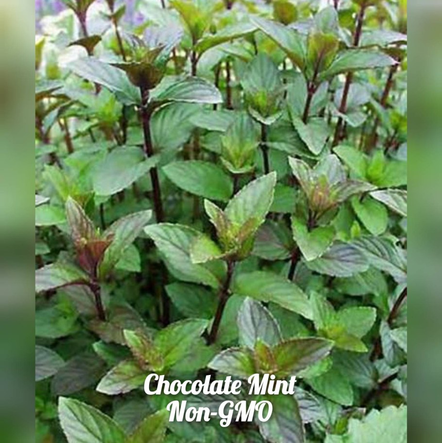 Мята перечная Чоколэйт