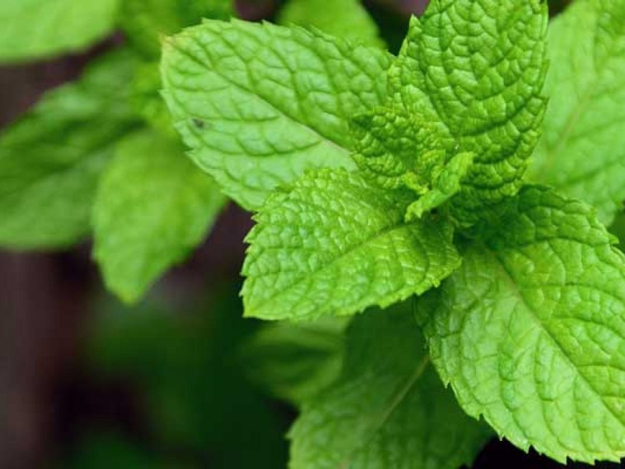 Milk Chocolate with Peppermint filling