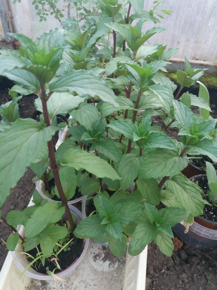 Easy Chocolate Recipes