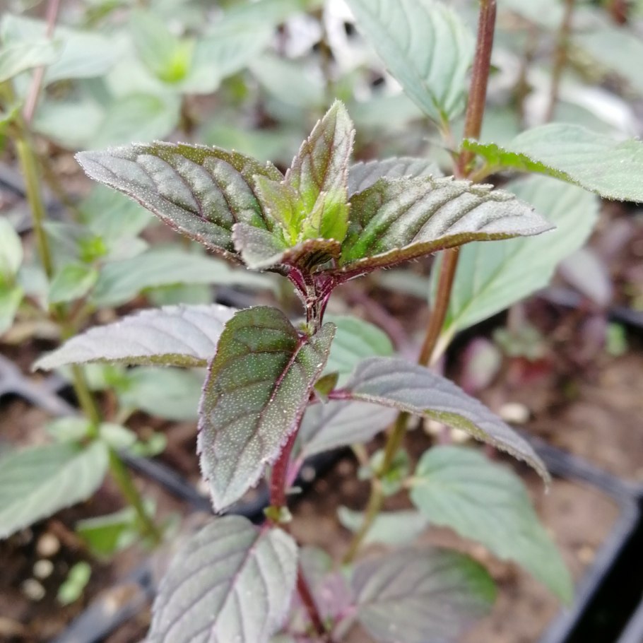 Мята шоколад / Mentha piperita Chocolate