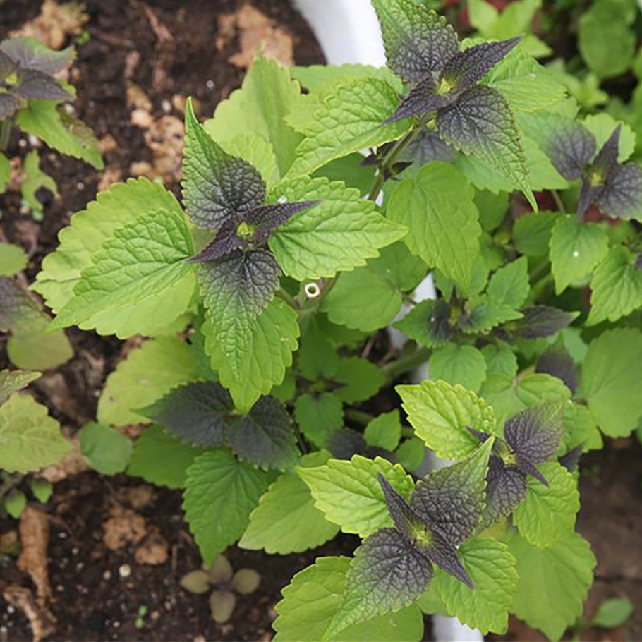 Мята перечная шоколад