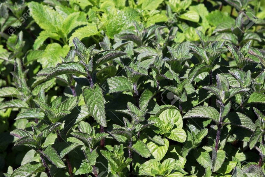 Oriatique Home Cocoa Mint