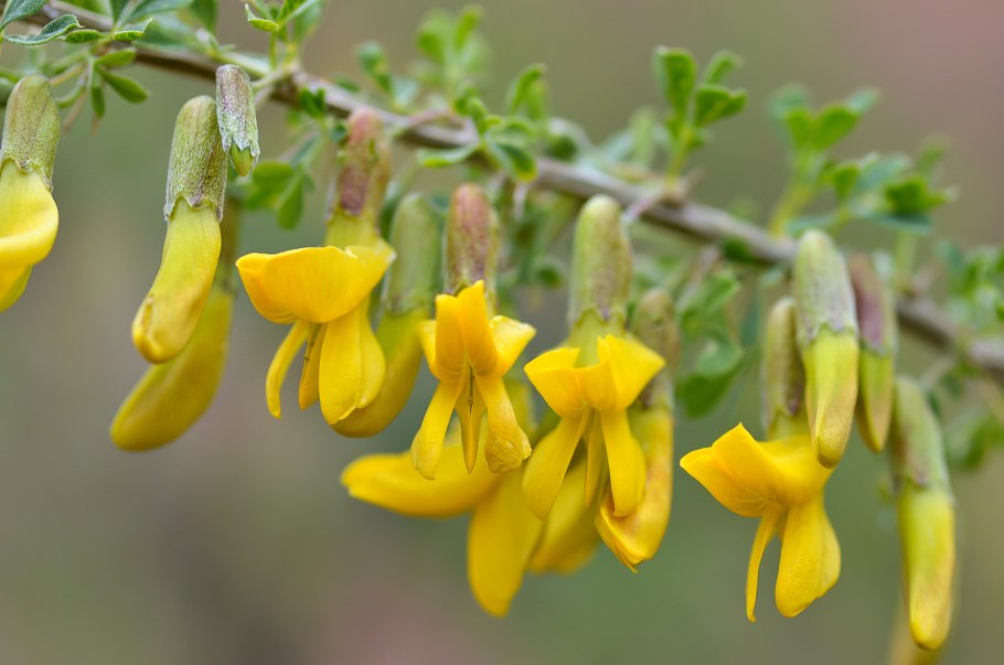 Дереза Карагана кустарниковая
