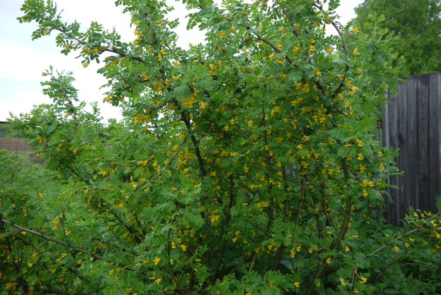 1.Карагана древовидная Сaragana arborescens