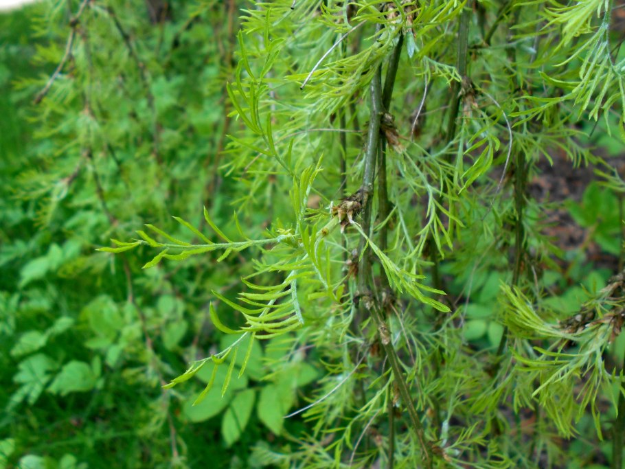 Карагана оранжевая