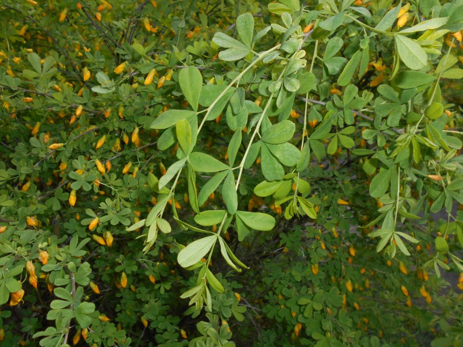 Карагана мелколистная