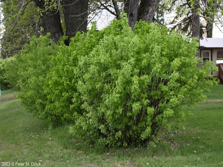 Акация великолепная (Acacia spectabilis
