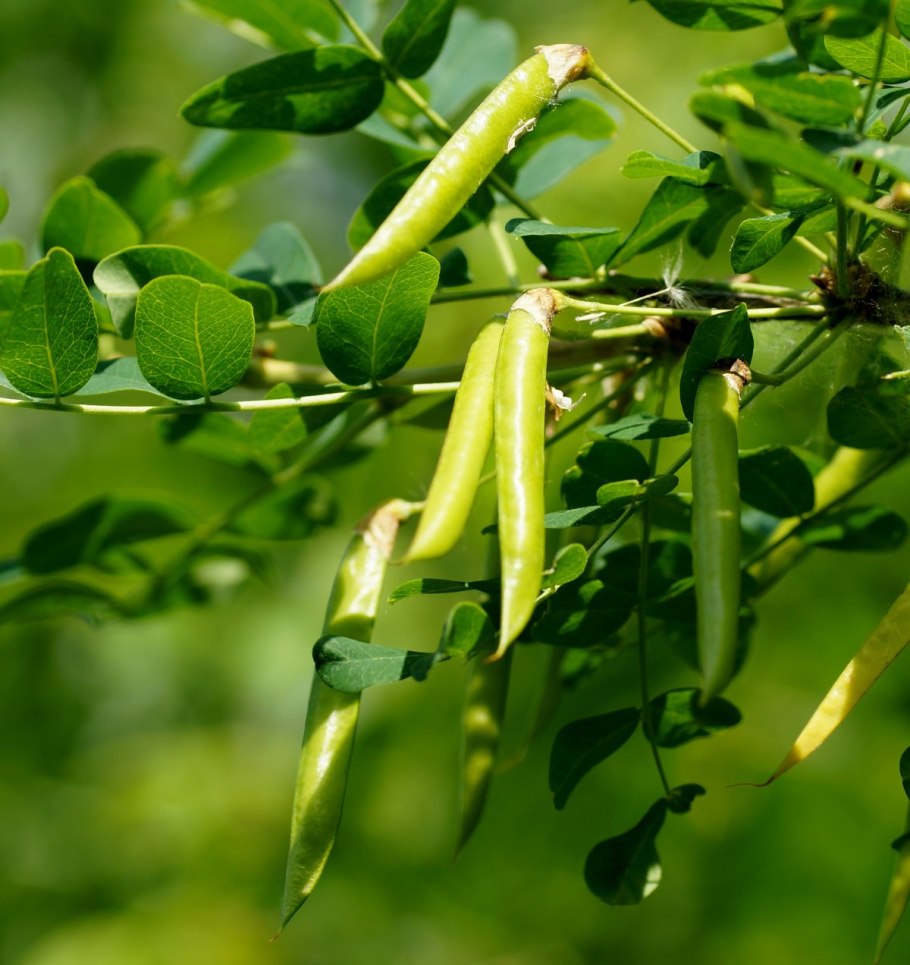 Карагана древовидная (Caragana arborescens)