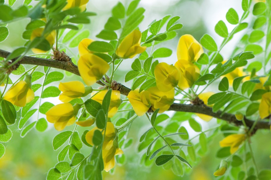 Карагана Уссурийская Caragana ussuriensis