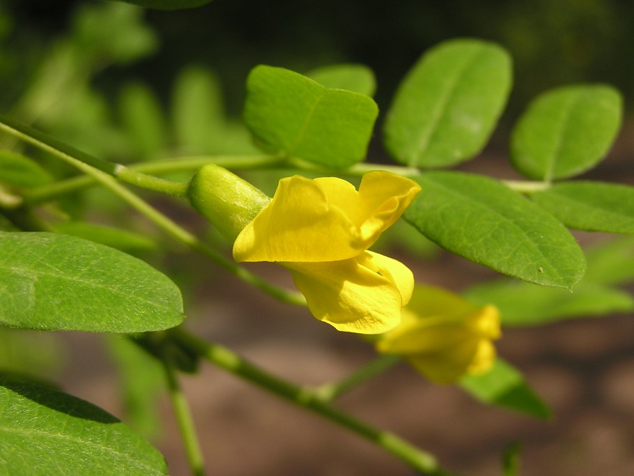 Карагана кустарниковая плод