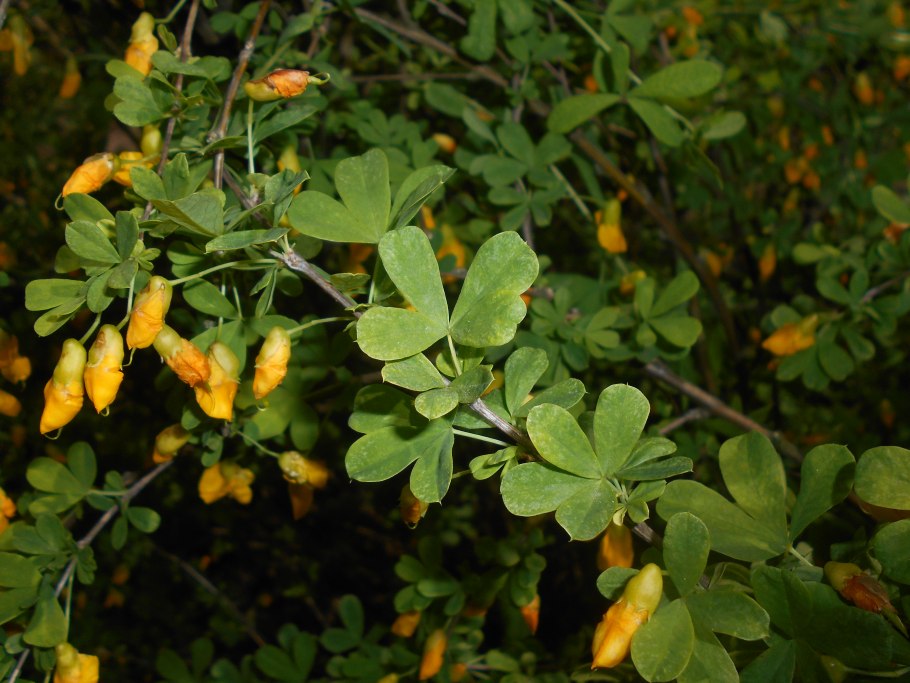 Акация подалириелистная (Acacia podalyriifolia)