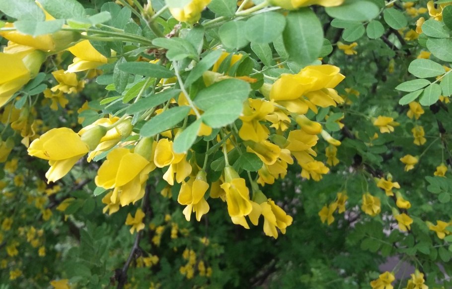Карагана Акация древовидная Caragana arborescens