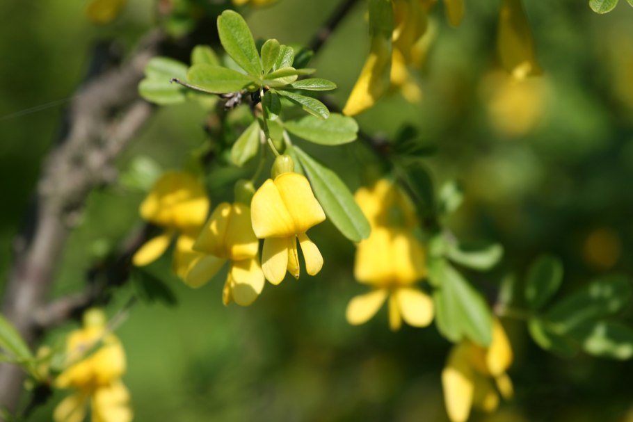 Карагана Уссурийская Caragana ussuriensis