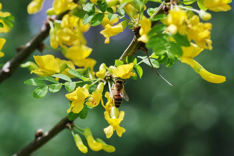 Карагана мелколистная (Caragana microphylla)