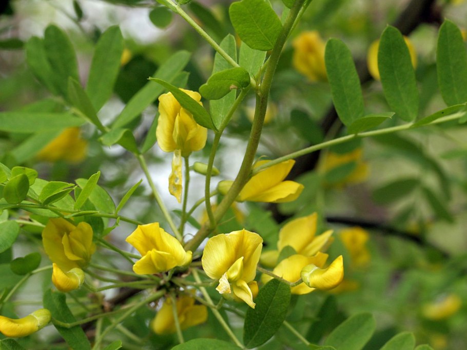 Карагана frutex