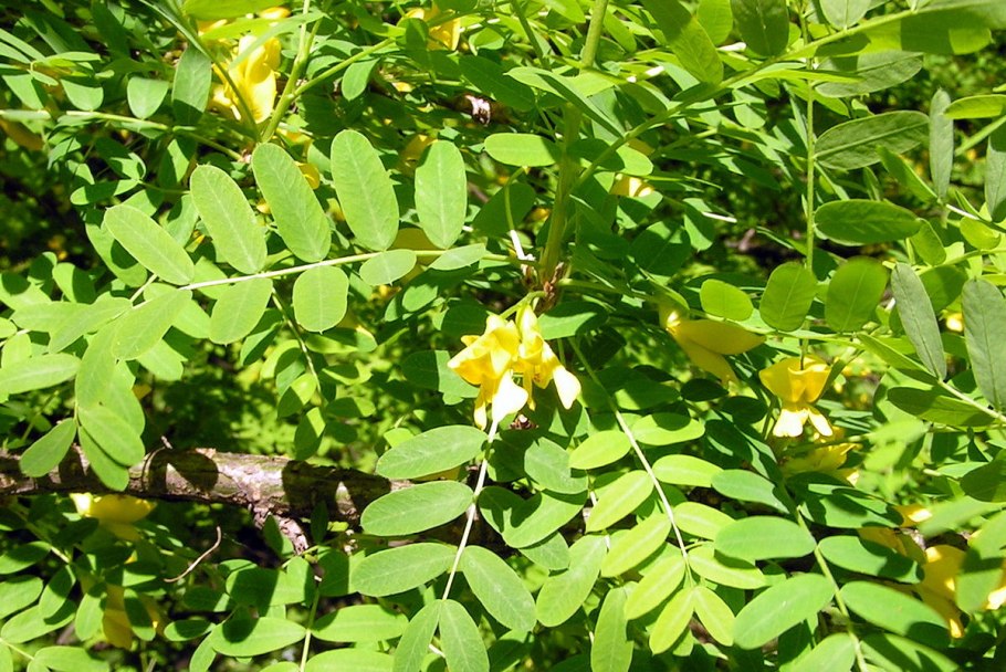 Карагана Скифская