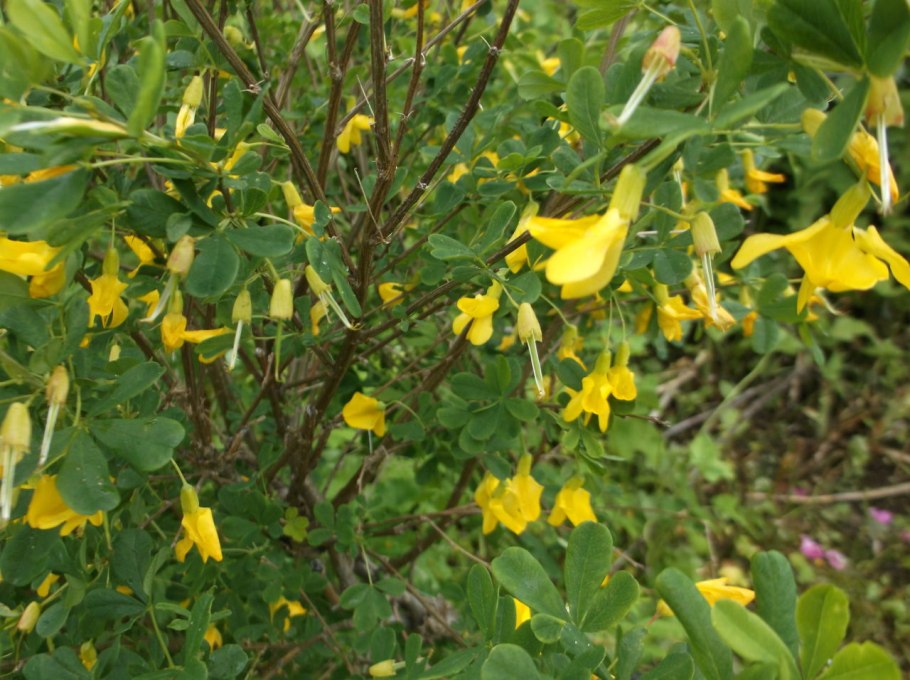 Акация Карагана древовидная