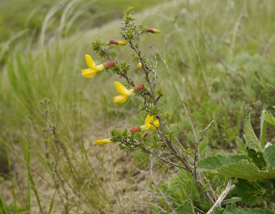 Caragana aurantiaca Карагана золотистая