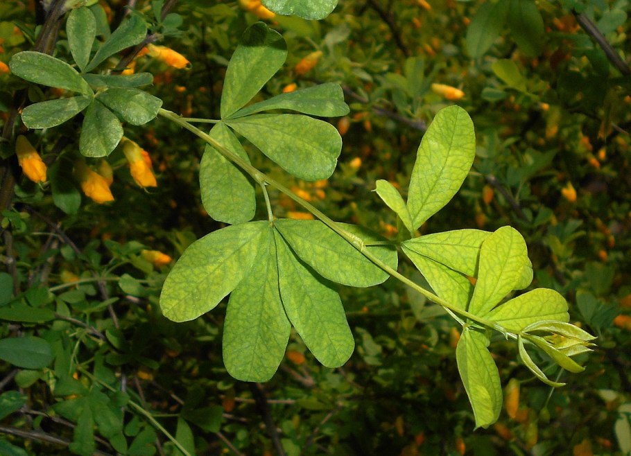 Карагана мелколистная