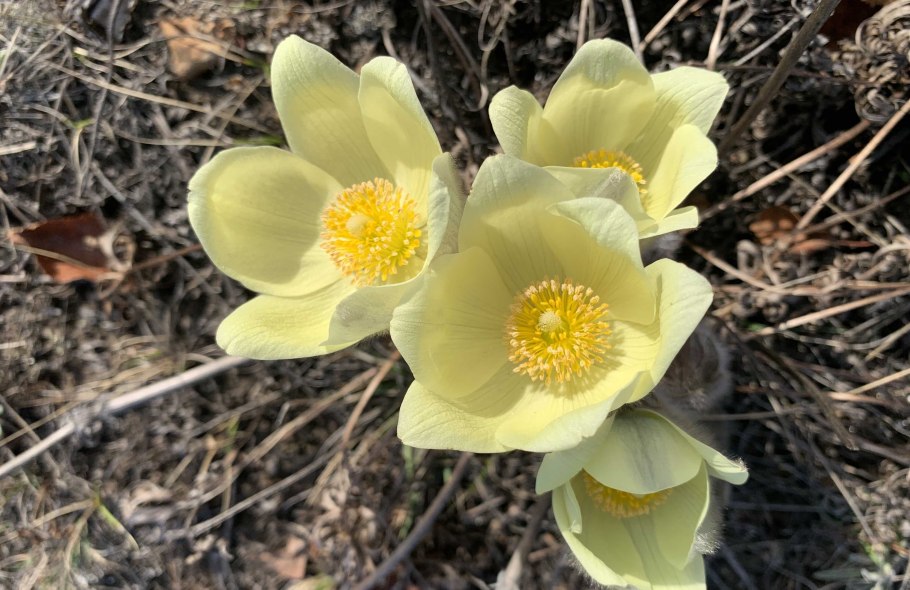 Лилия Даурская саранка