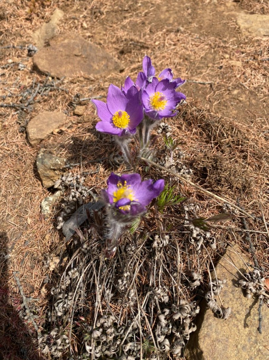 Пион Марьин корень тонколистный