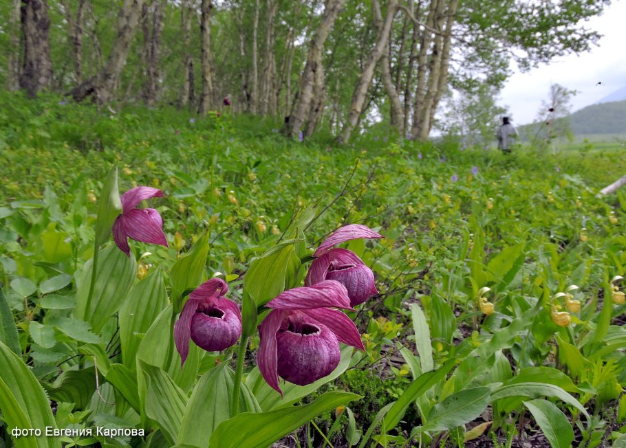 Венерин башмачок Алтайский край