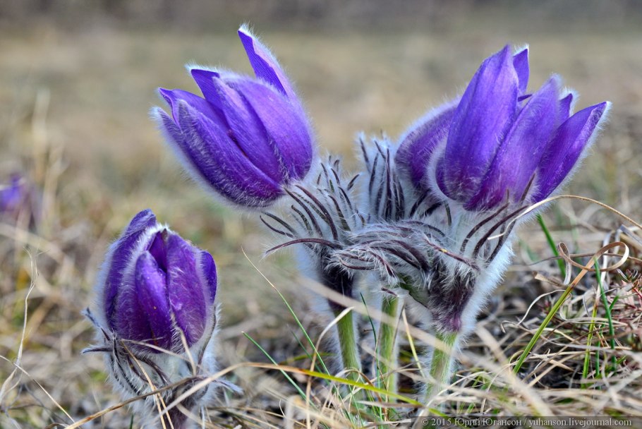 Прострел весенний Pulsatilla vernalis