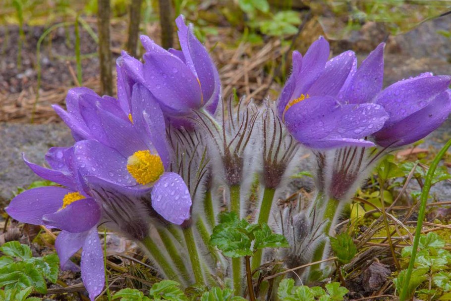 Калипсо луковичная