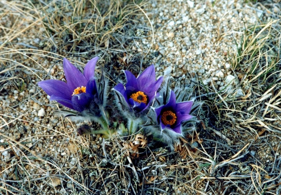 Прострел раскрытый сон трава