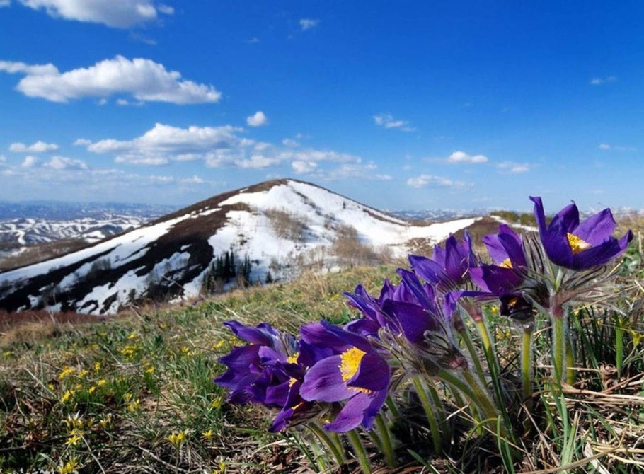 Подснежник прострел желтеющий