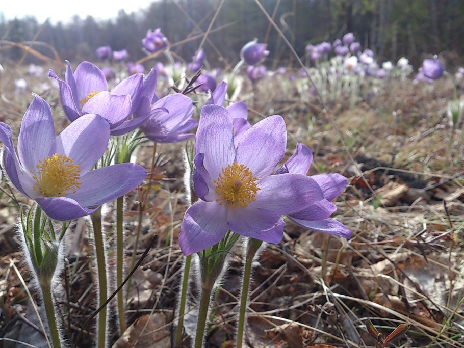 Лилия саранка Сибирская