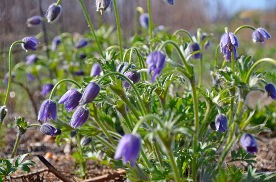 Подснежники Якутии